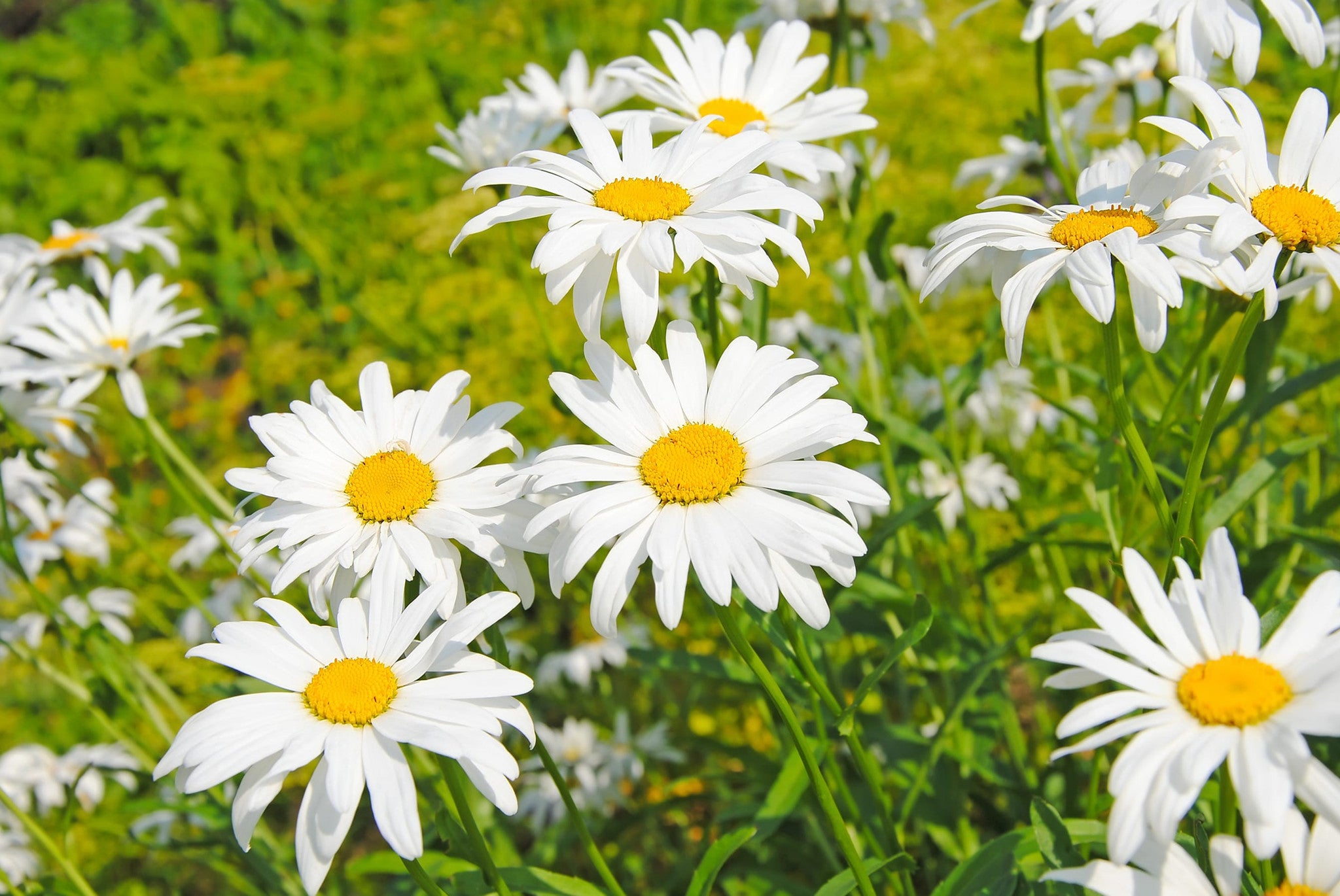 Significance of Daisy Flowers Euro Flowers