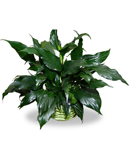 LILy　N organic Plenium Nature's Wonders Florist - Funeral Flowers - FTD's Lush Lily