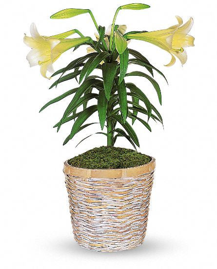 EFE118 Easter Lily - Euro Flowers Mississauga ON