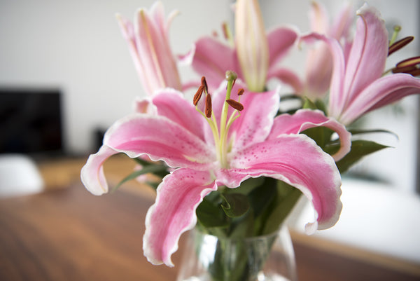 How to Buy Lilies in Mississauga