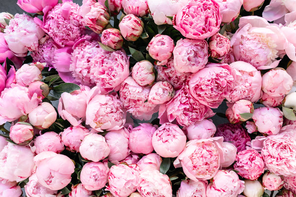 How To Buy Peonies in Mississauga