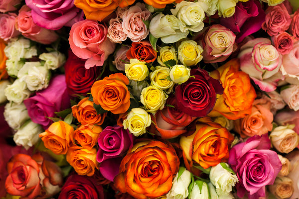 How To Buy Roses in Mississauga