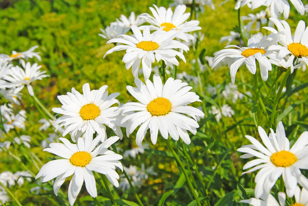 Significance of Daisy Flowers