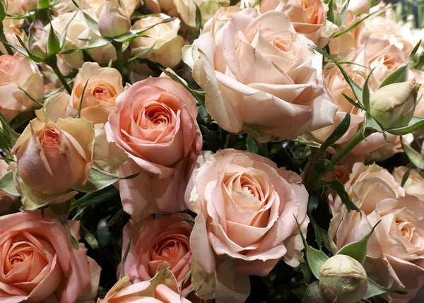Best Flowers to Gift for Thanksgiving, Remembrance Day, and Christmas in Canada