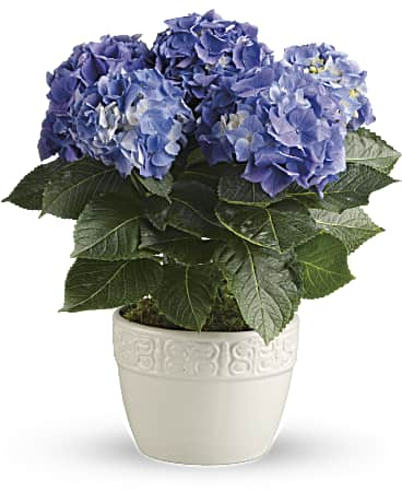 EFE119 Blue Hydrangea