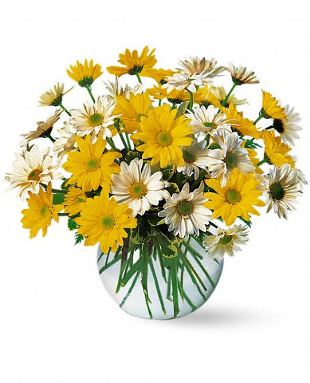 EFM118 Dashing Daisies - Euro Flowers Mississauga ON