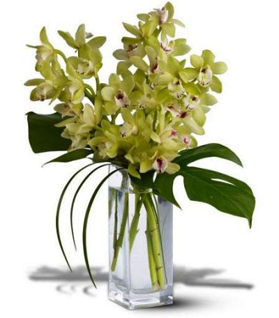 EFM123 orchid Elegance - Euro Flowers Mississauga ON