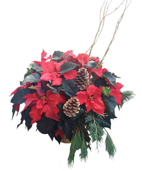 EFX135 Red Poinsettia - Euro Flowers Mississauga ON