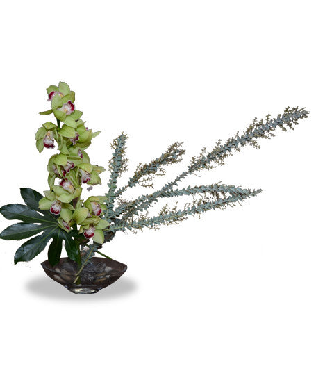 EF208 Cymbidium Orchid - Euro Flowers Mississauga ON