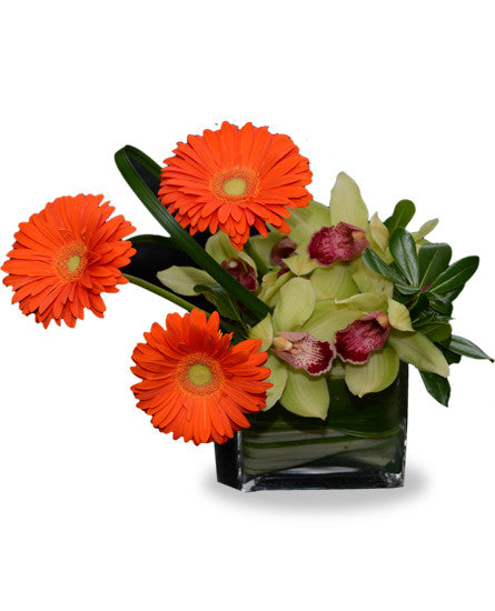 EF519 - Delicate Delight - Euro Flowers Mississauga ON
