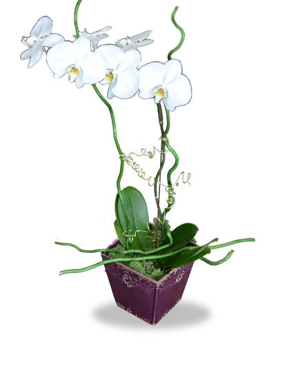 EF702 - Phalaenopsis Orchid - Euro Flowers Mississauga ON