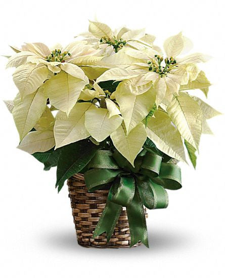 EFX136 White Poinsettia - Euro Flowers Mississauga ON