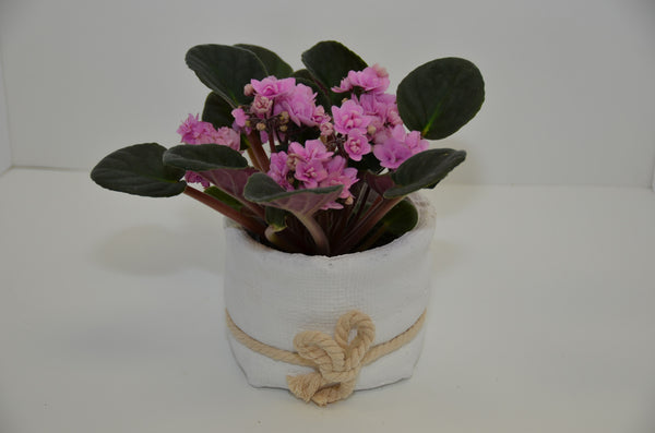 EFM 129 African Violet - Euro Flowers Mississauga ON